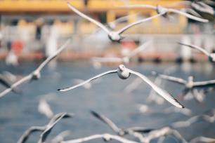 “观鸥季”来了！昆明滇池海埂大坝红嘴鸥飞舞