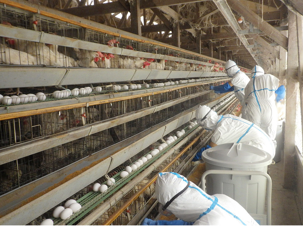 日本各地陸續出現禽流感疫情 兵庫縣一日撲殺4.4萬只雞