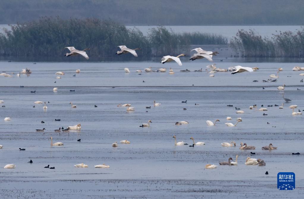 安徽庐江：退渔还湖 老渔场变天鹅湖