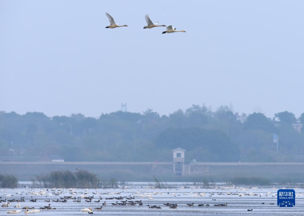 安徽庐江：退渔还湖 老渔场变天鹅湖