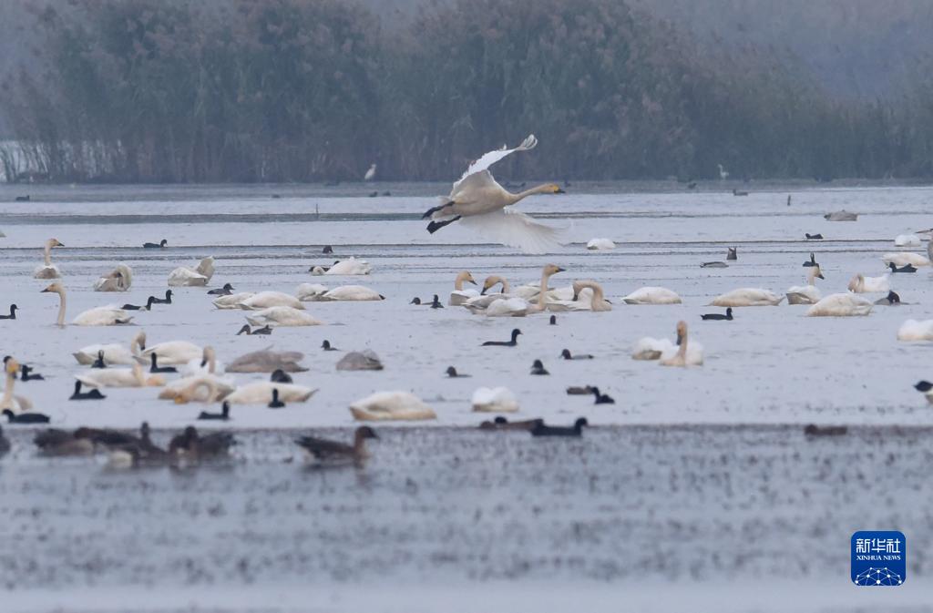 安徽庐江：退渔还湖 老渔场变天鹅湖