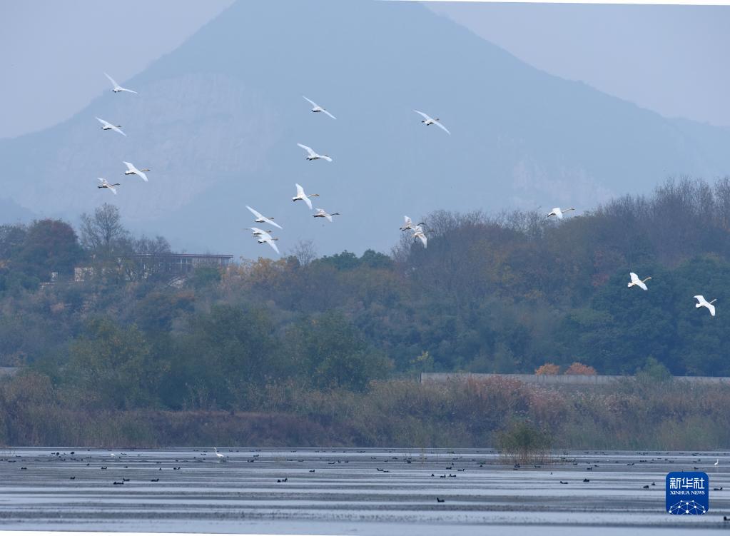 安徽庐江：退渔还湖 老渔场变天鹅湖