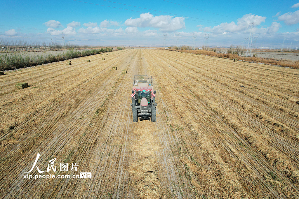 新疆生产建设兵团二十二团：一田两茬 助农增收