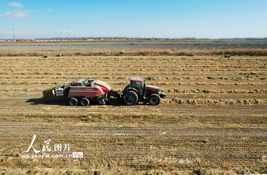 新疆生产建设兵团二十二团：一田两茬 助农增收