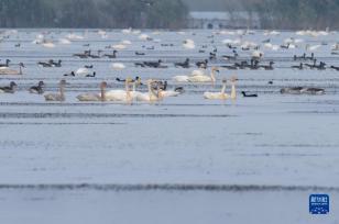 安徽庐江：退渔还湖 老渔场变天鹅湖