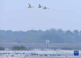 安徽庐江：退渔还湖 老渔场变天鹅湖