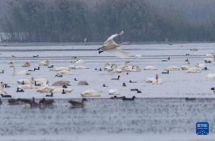 安徽庐江：退渔还湖 老渔场变天鹅湖