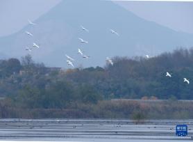 安徽庐江：退渔还湖 老渔场变天鹅湖