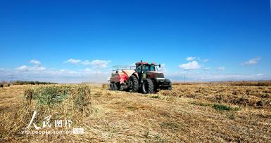 新疆生产建设兵团二十二团：一田两茬 助农增收