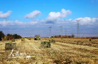 新疆生产建设兵团二十二团：一田两茬 助农增收