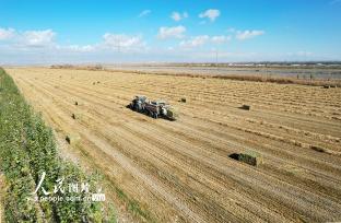 新疆生产建设兵团二十二团：一田两茬 助农增收