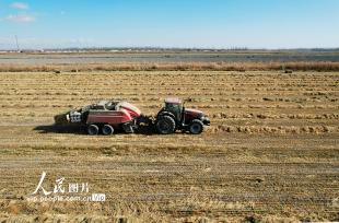 新疆生产建设兵团二十二团：一田两茬 助农增收