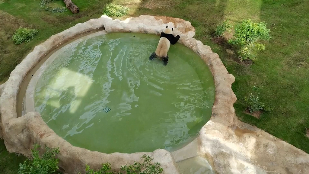 卡塔尔熊猫馆开放 大熊猫悠闲生活