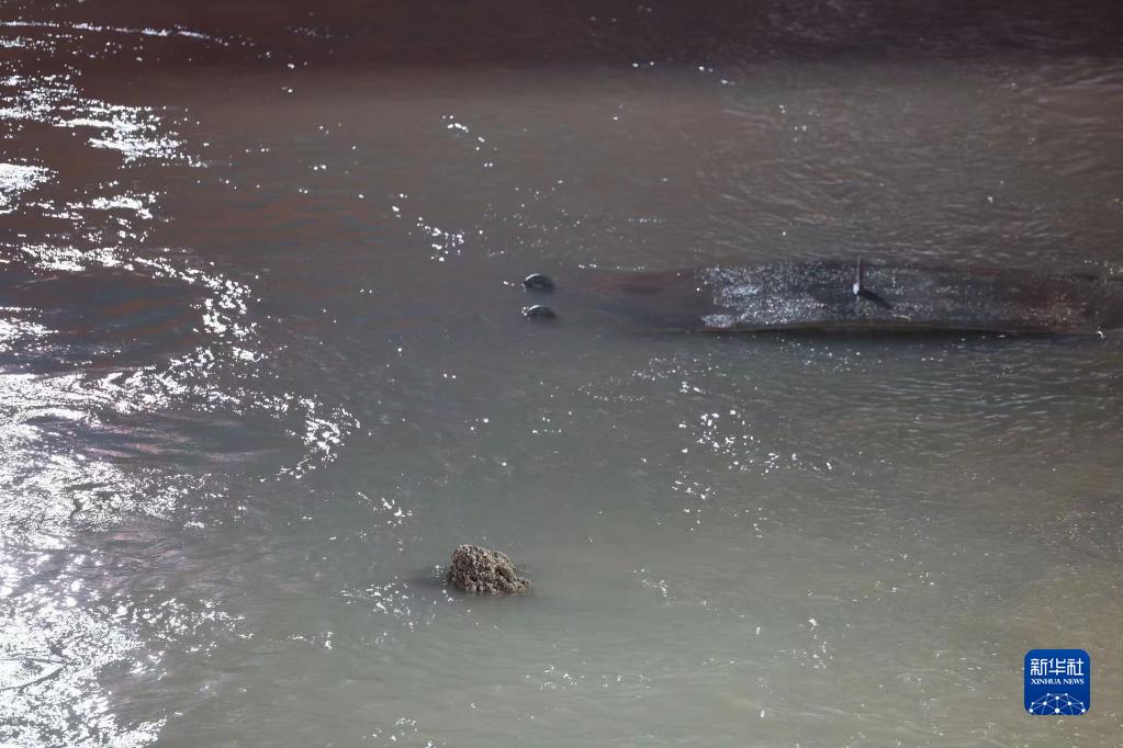 长江口二号古船成功打捞出水