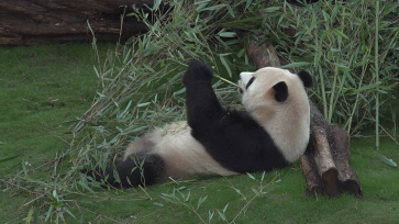 卡塔尔熊猫馆开放 大熊猫悠闲生活