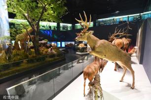 成都自然博物馆开馆试运行 藏品近7万件