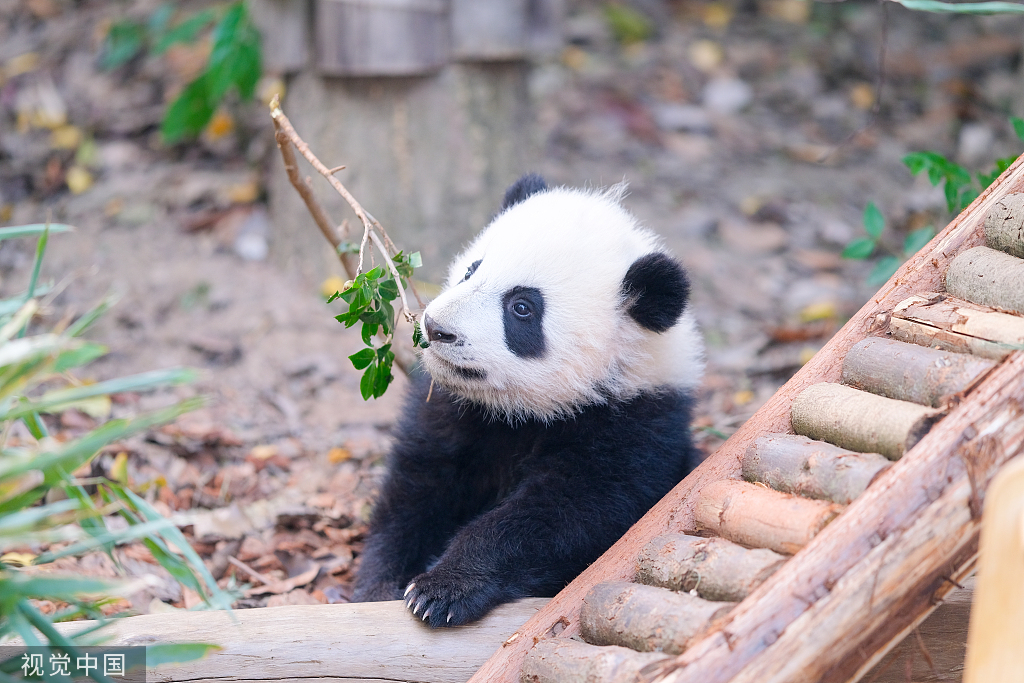 成都迎来冬日暖阳 熊猫宝宝外出晒太阳玩耍