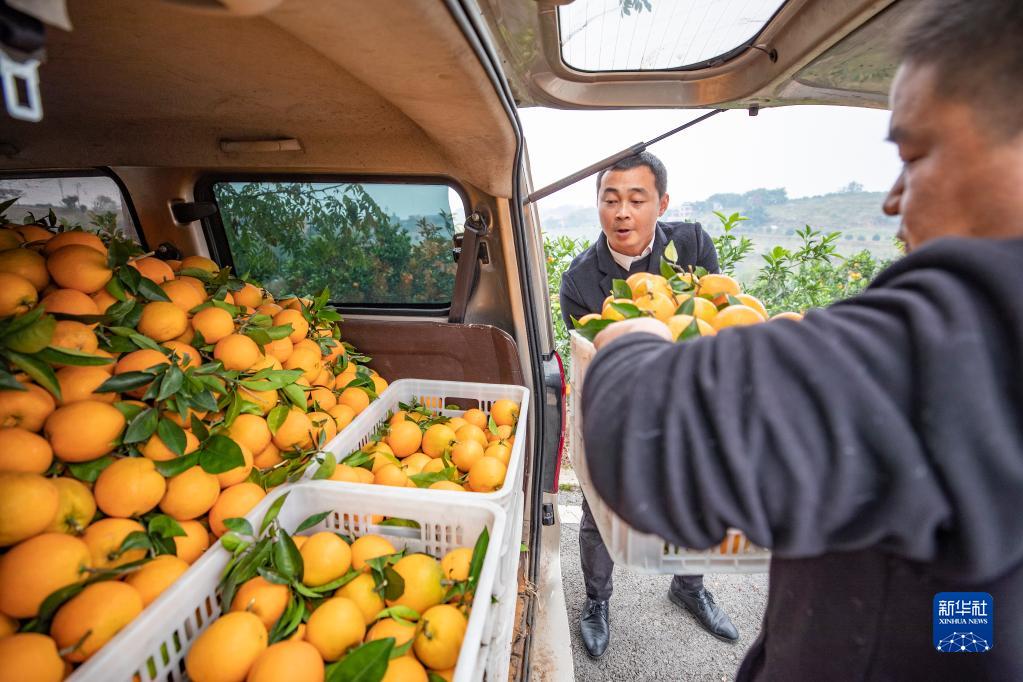 重庆璧山：脐橙迎丰收 百姓鼓腰包