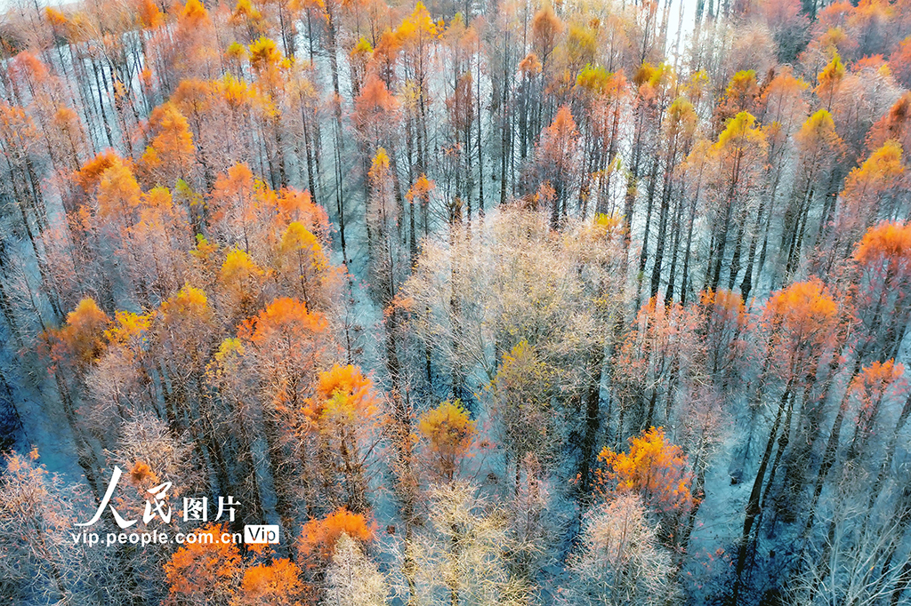 江苏东海：国家湿地杉林如画