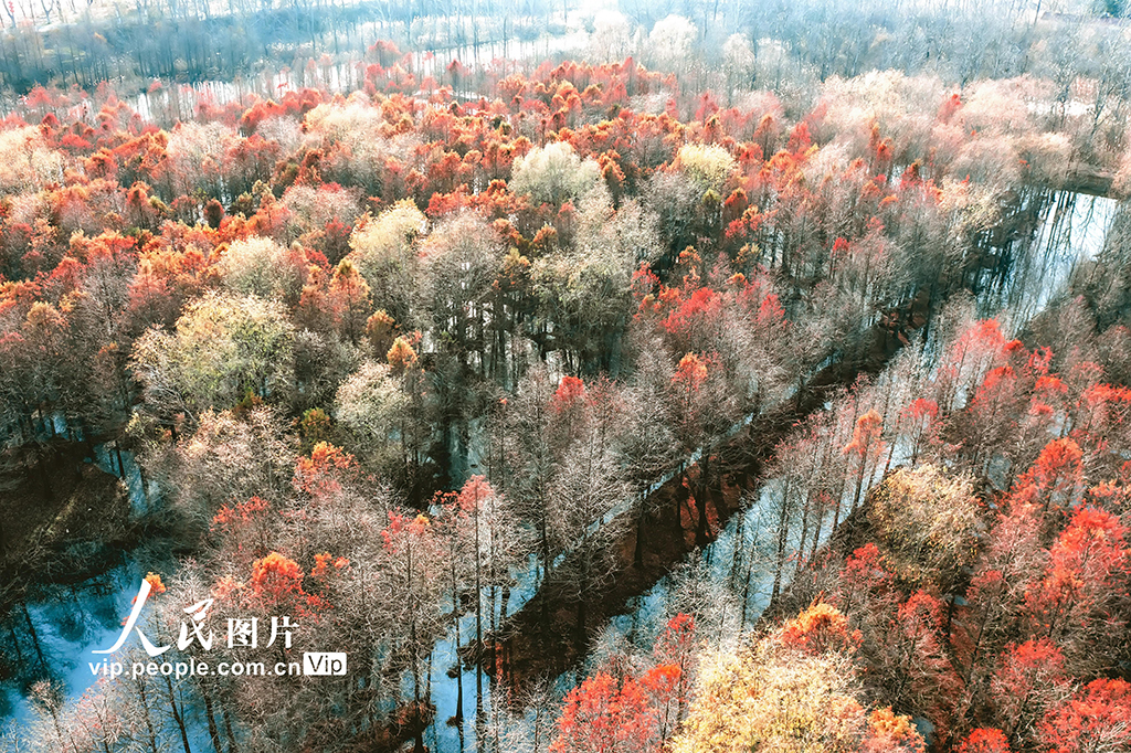 江苏东海：国家湿地杉林如画