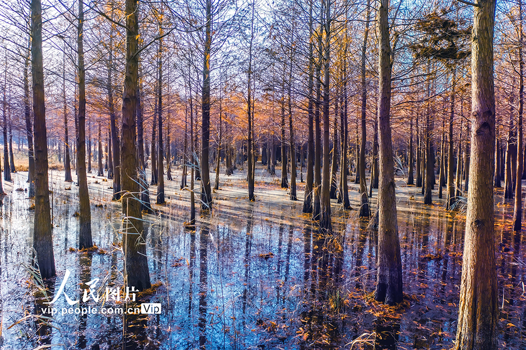 江苏东海：国家湿地杉林如画