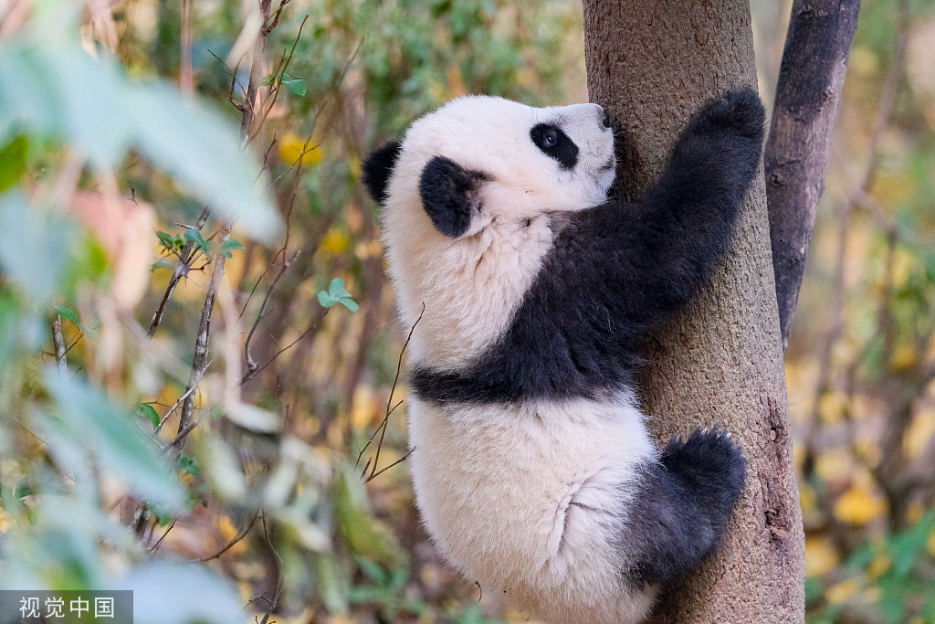 成都：大熊猫集体外出晒太阳