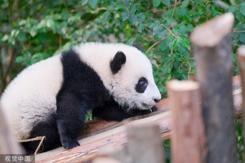 成都：大熊猫集体外出晒太阳