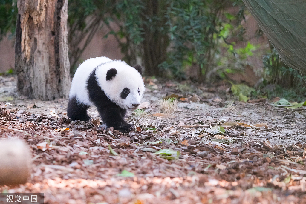 成都：大熊猫集体外出晒太阳