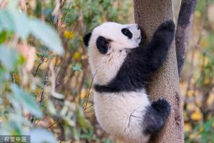 成都：大熊猫集体外出晒太阳