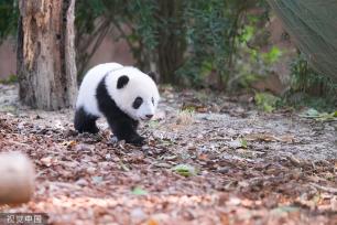 成都：大熊猫集体外出晒太阳
