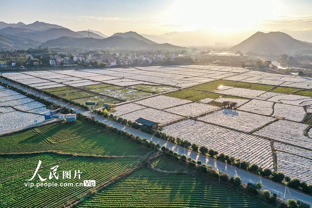 湖南蓝山：万亩香芋覆膜越冬