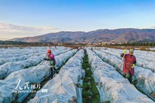 湖南蓝山：万亩香芋覆膜越冬