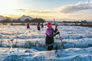 湖南蓝山：万亩香芋覆膜越冬