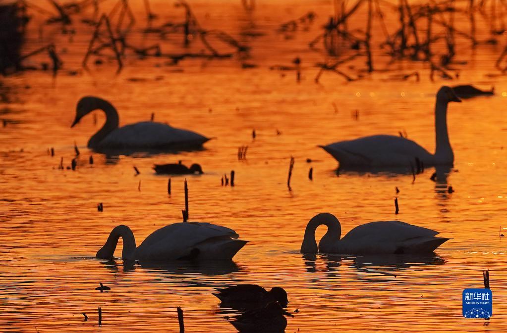 鄱阳湖畔的“候鸟乐园”