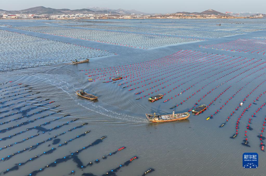 山东荣成：海洋牧场冬管忙