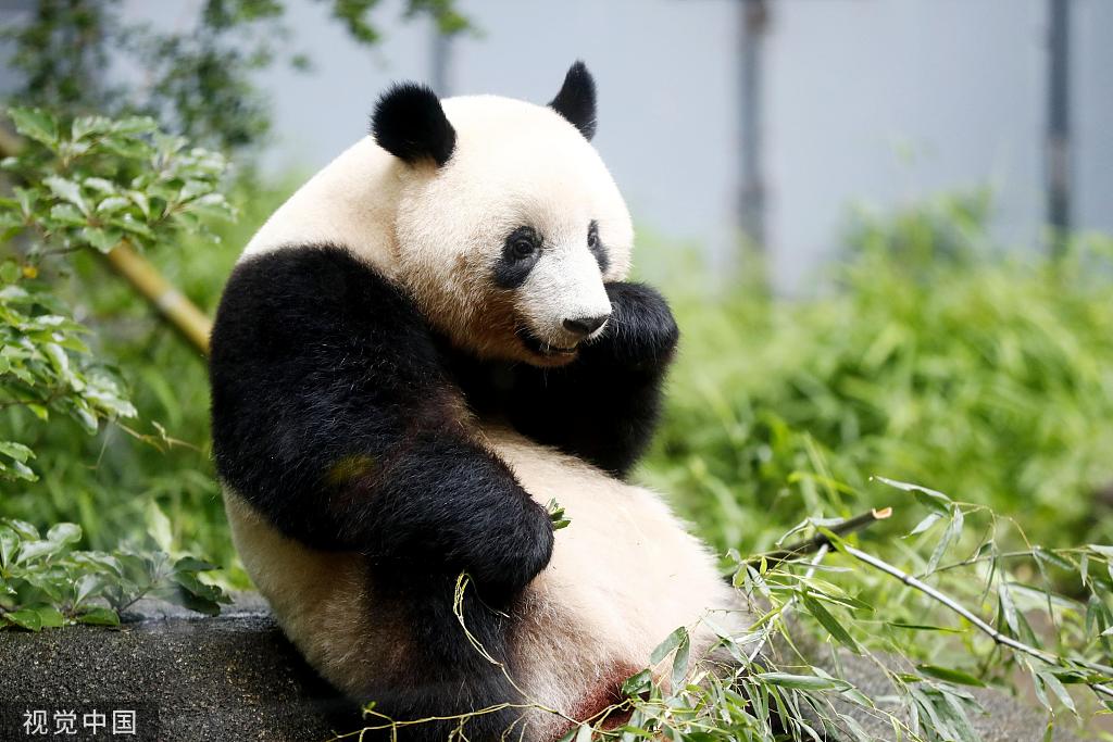 旅日熊猫
