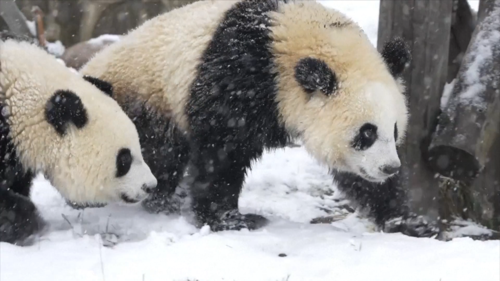 西安迎降雪天气 大熊猫雪地里玩耍