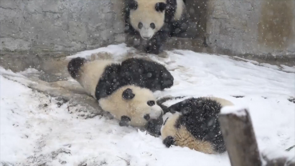 西安迎降雪天气 大熊猫雪地里玩耍