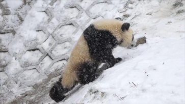 西安迎降雪天气 大熊猫雪地里玩耍