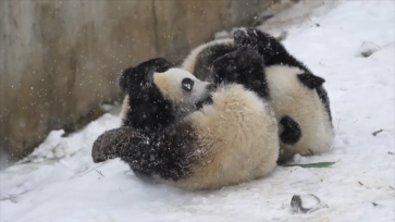 西安迎降雪天气 大熊猫雪地里玩耍