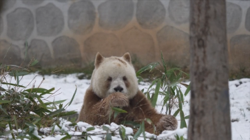 西安迎降雪天气 大熊猫雪地里玩耍