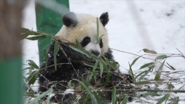 西安迎降雪天气 大熊猫雪地里玩耍