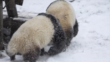 西安迎降雪天气 大熊猫雪地里玩耍