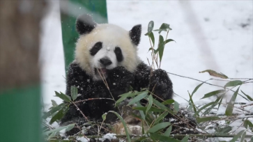 西安迎降雪天气 大熊猫雪地里玩耍