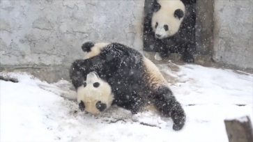 西安迎降雪天气 大熊猫雪地里玩耍