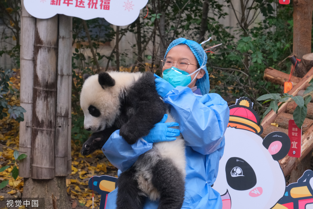 
天津儿童医院黄牛代挂号电话票贩子号贩子网上预约挂号,住院检查加快,成都：大熊猫幼崽集体亮相 与饲养员共同送上新年祝福