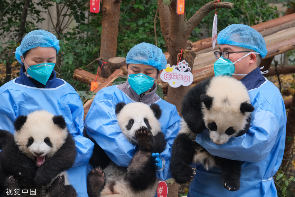 
天津儿童医院黄牛代挂号电话票贩子号贩子网上预约挂号,住院检查加快,成都：大熊猫幼崽集体亮相 与饲养员共同送上新年祝福