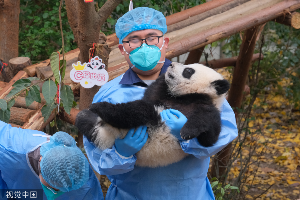 
天津儿童医院黄牛代挂号电话票贩子号贩子网上预约挂号,住院检查加快,成都：大熊猫幼崽集体亮相 与饲养员共同送上新年祝福