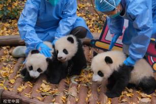 成都：大熊猫幼崽集体亮相 与饲养员共同送上新年祝福