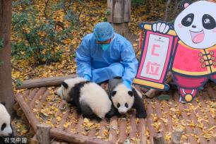 成都：大熊猫幼崽集体亮相 与饲养员共同送上新年祝福